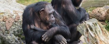 Chimpanseetje geboren in Beekse Bergen - Beide chimpansees maken het goed