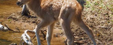 In Safaripark Beekse Bergen is een ‘heel zeldzaam’ Pater-Davidshert geboren. De soort komt in het wild niet meer voor.
