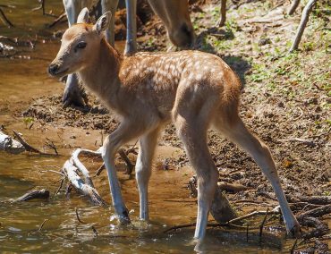 In Safaripark Beekse Bergen is een ‘heel zeldzaam’ Pater-Davidshert geboren. De soort komt in het wild niet meer voor.