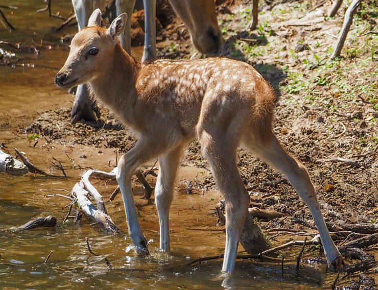 In Safaripark Beekse Bergen is een ‘heel zeldzaam’ Pater-Davidshert geboren. De soort komt in het wild niet meer voor.