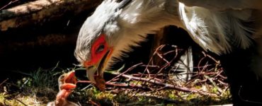 “Dit jong is het vierde in Europa”, zegt dierenverzorger Robin Meijer. Normaal broedt de secretarisvogel niet zo vaak in gevangenschap, maar dit stel ouders lijkt daar geen last van te hebben.