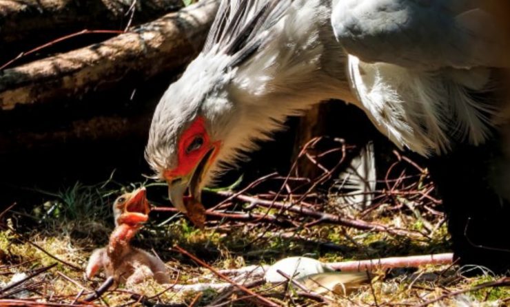 “Dit jong is het vierde in Europa”, zegt dierenverzorger Robin Meijer. Normaal broedt de secretarisvogel niet zo vaak in gevangenschap, maar dit stel ouders lijkt daar geen last van te hebben.