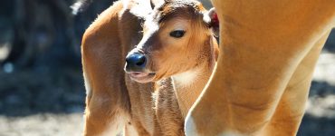 De banteng die onlangs in de Beekse Bergen is geboren is een mannetje genaamd Arthur. Volgens dierenverzorgster Yvonne Vogels doet het kalf het goed.