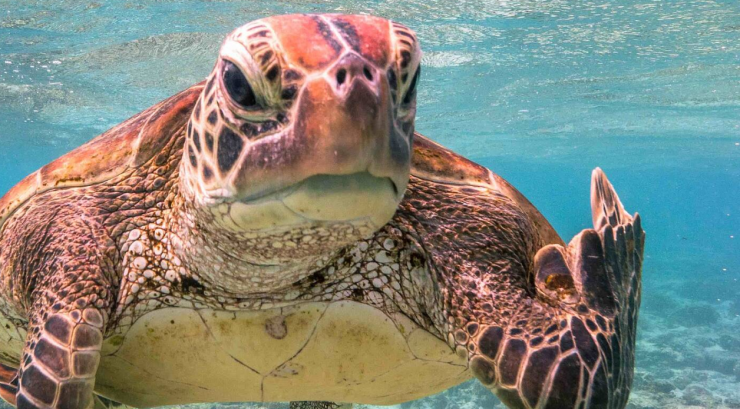 Algemene winnaar van de Comedy Wildlife Photography Awards werd Mark Fitzpatrick met een foto van een schildpad die er duidelijk genoeg van heeft en zijn ‘middelvinger’ opsteekt.