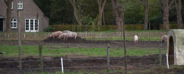 De term ‘Herenboer’ ken je wellicht uit de geschiedenisboeken. Het personeel van zo'n boer bekommerde zich over de oogst, terwijl de ‘heer’ liever alleen de figuurlijke vruchten plukte. Op de moderne variant van de herenboerderij gaat het er iets anders aan toe. De boerderij wordt gepacht door een coöperatie.