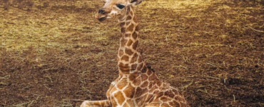 In Safaripark Beekse Bergen is een Nubische giraffe, een van de meest bedreigde giraffensoorten, geboren. Het vrouwtje is slechts het derde jong van deze soort dat in de voorbije twaalf maanden ter wereld is gekomen in ons land.