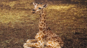 In Safaripark Beekse Bergen is een Nubische giraffe, een van de meest bedreigde giraffensoorten, geboren. Het vrouwtje is slechts het derde jong van deze soort dat in de voorbije twaalf maanden ter wereld is gekomen in ons land.