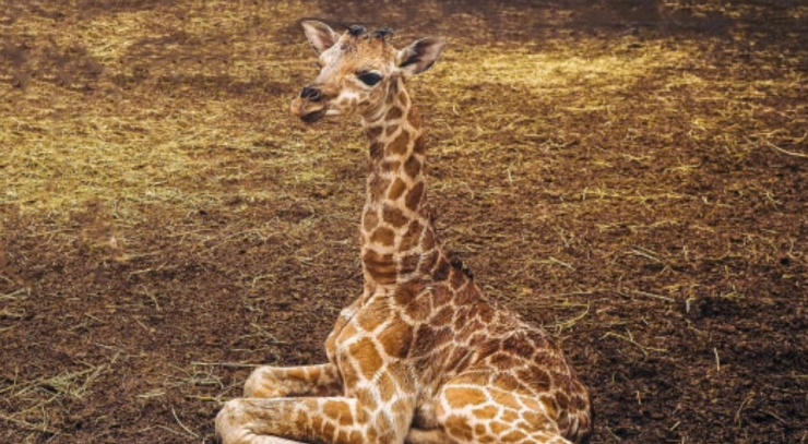 In Safaripark Beekse Bergen is een Nubische giraffe, een van de meest bedreigde giraffensoorten, geboren. Het vrouwtje is slechts het derde jong van deze soort dat in de voorbije twaalf maanden ter wereld is gekomen in ons land.
