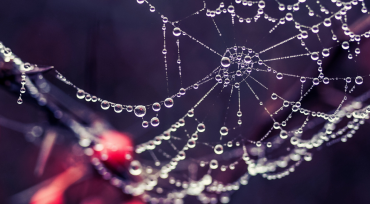 Ad Nouwens (Schrijversatelier) - Spin