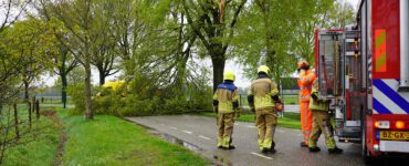 De boom waarbij de bliksem insloeg.