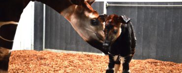 baby okapi beekse bergen