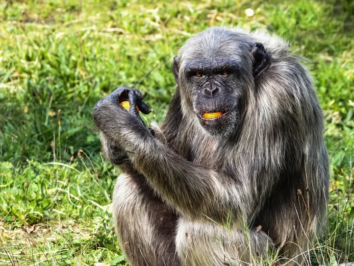 Chimpansee Wouter
