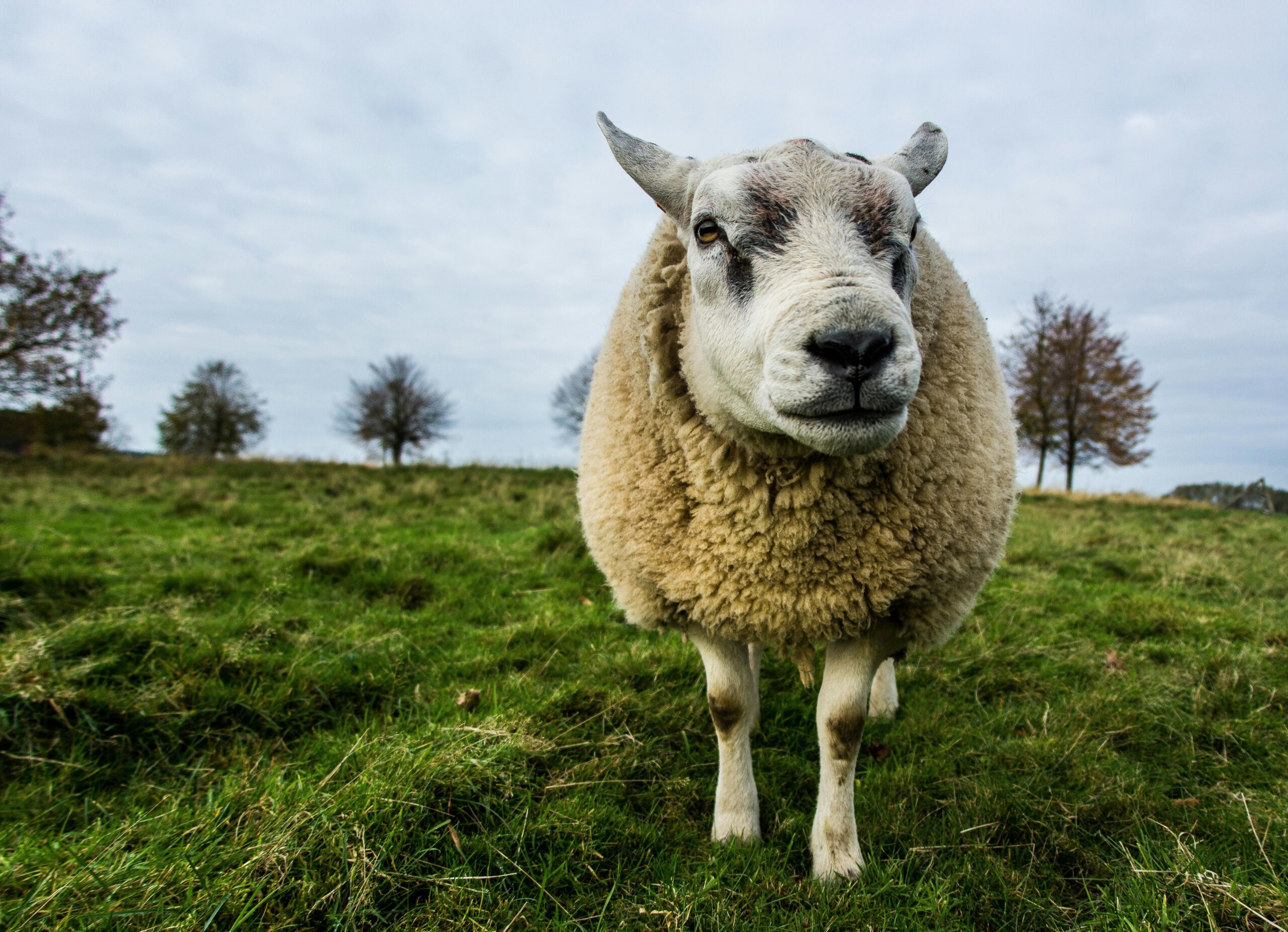 Blauwtong rukt op in de regio: inmiddels 15 besmettingen