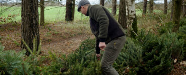 kerstboom