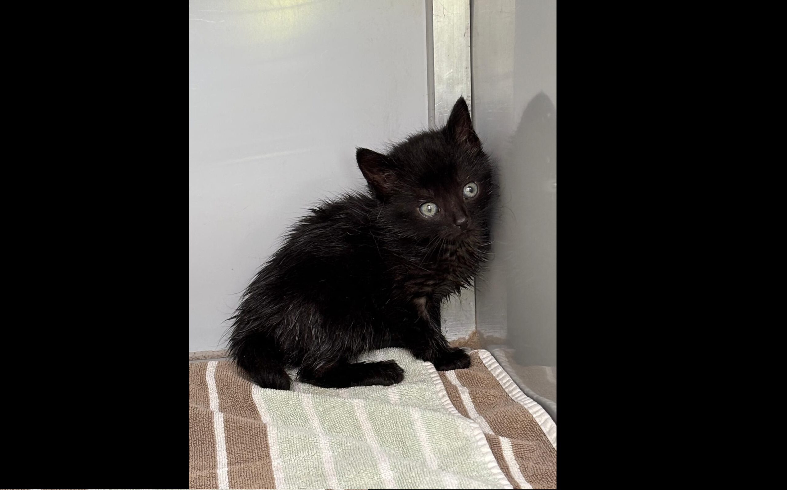 Kittens gevonden in Efteling, zaten in oliebak Joris en de Draak