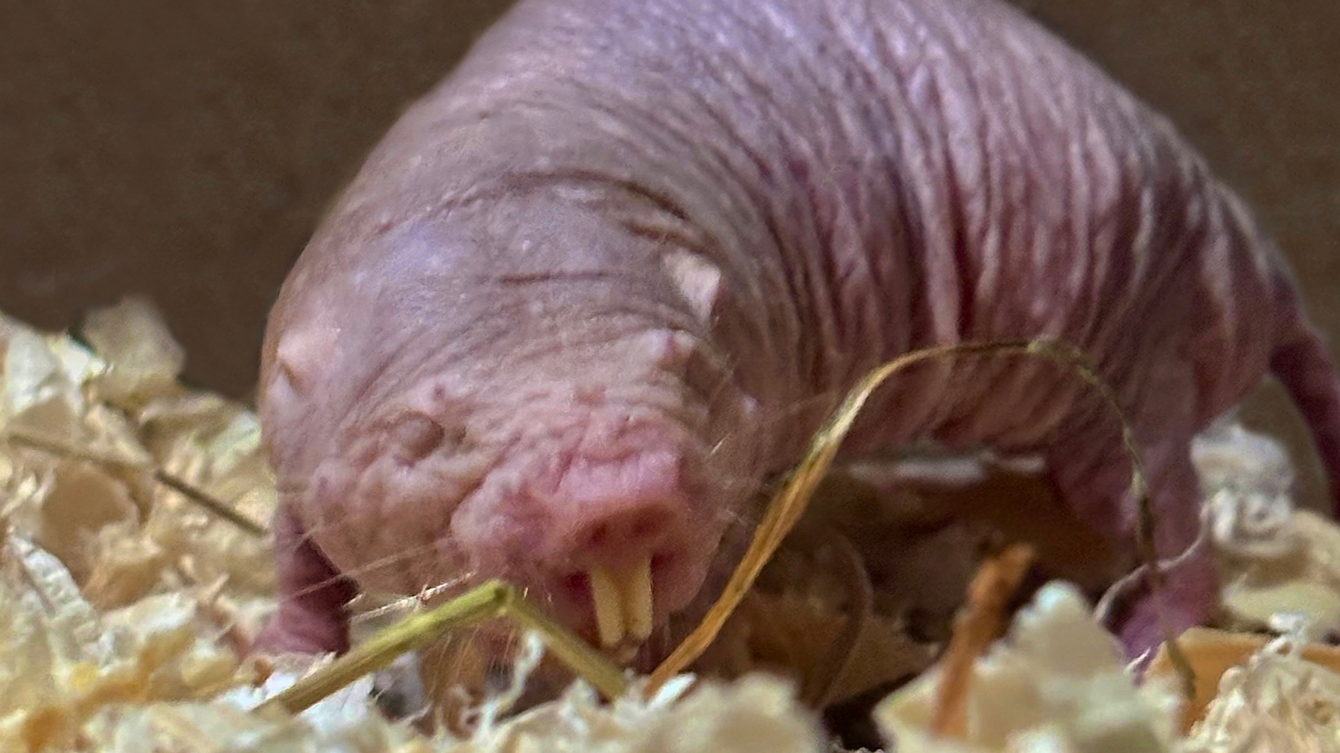 Naakte molratten te zien in De Oliemeulen: ‘Kolonie werkt als bij een bijenvolk’