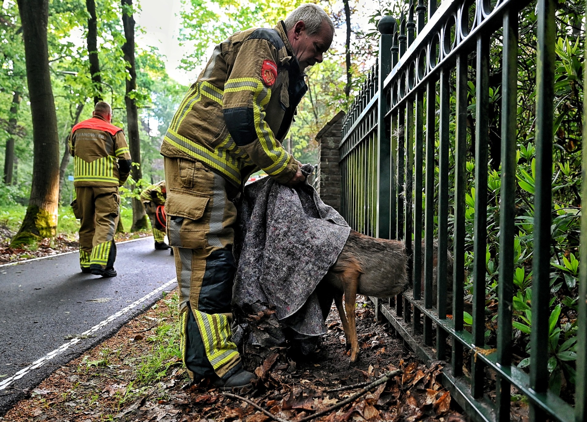 Ree vast in hek in Moergestel: Brandweer schiet te hulp