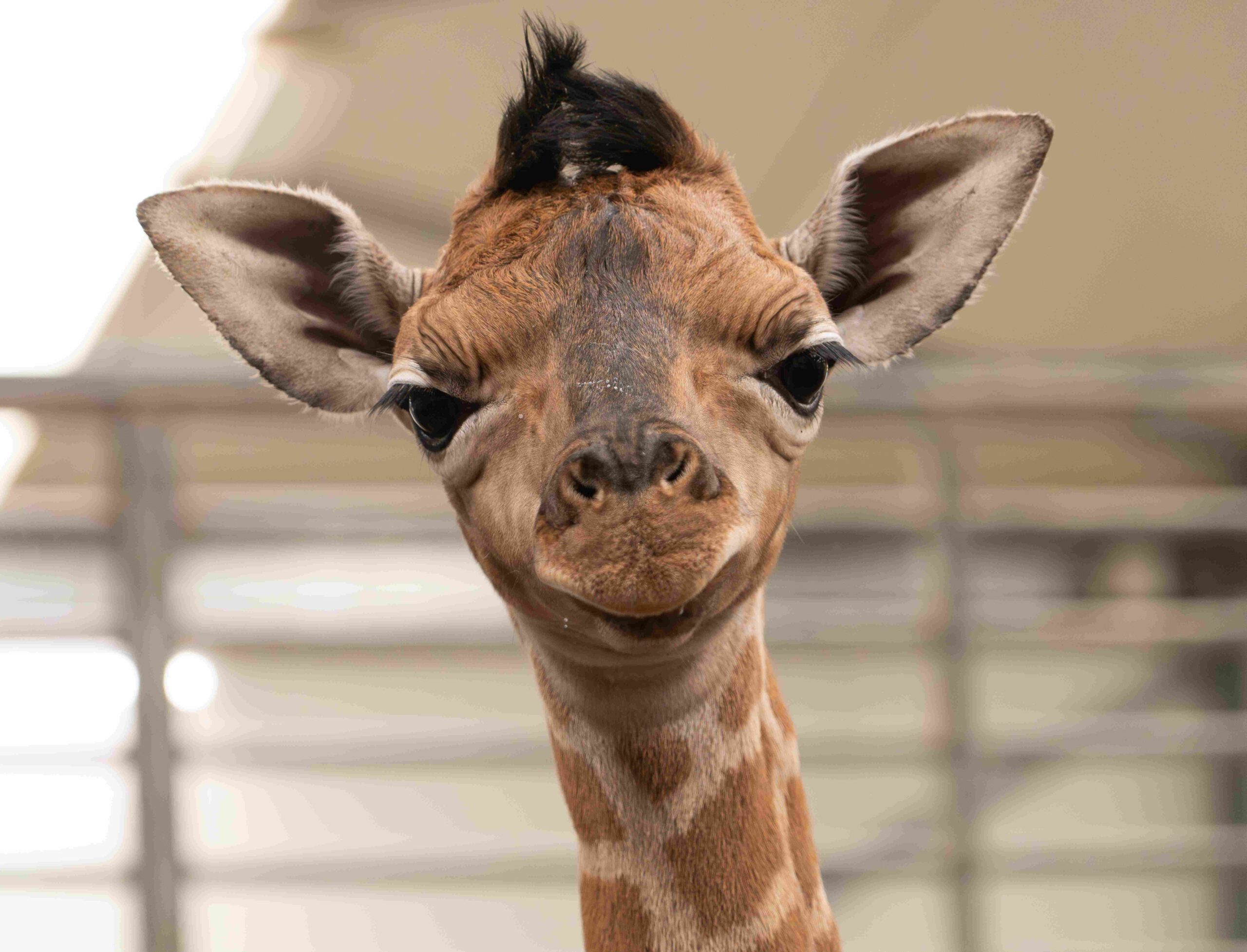 Beekse Bergen verwelkomt twee nieuwe Nubische giraffen
