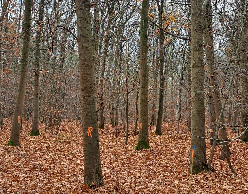 Honderden bomen kappen, duizenden planten: Tilburgse bossen op de schop