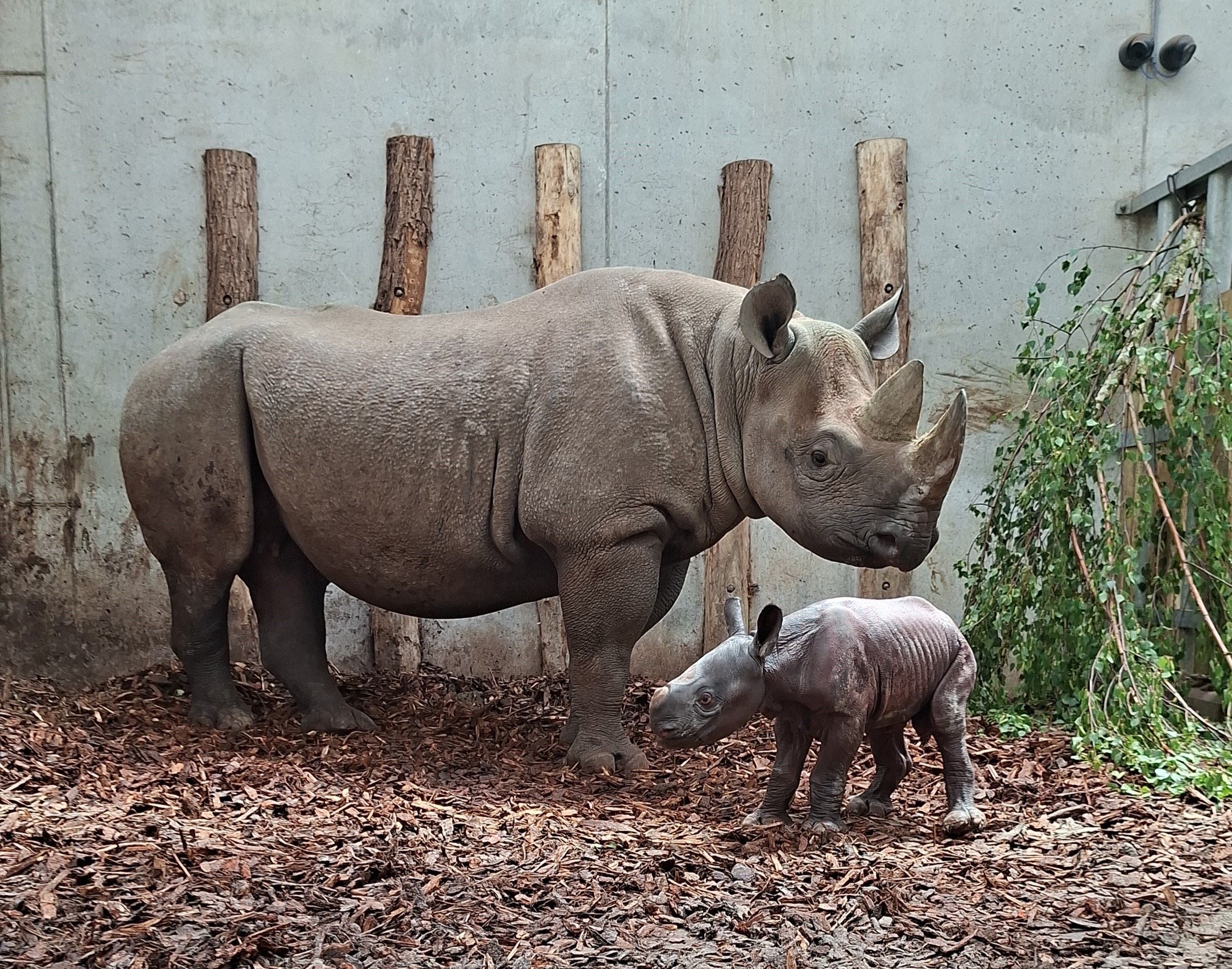 Banji de puntlipneushoorn geboren in Beekse Bergen