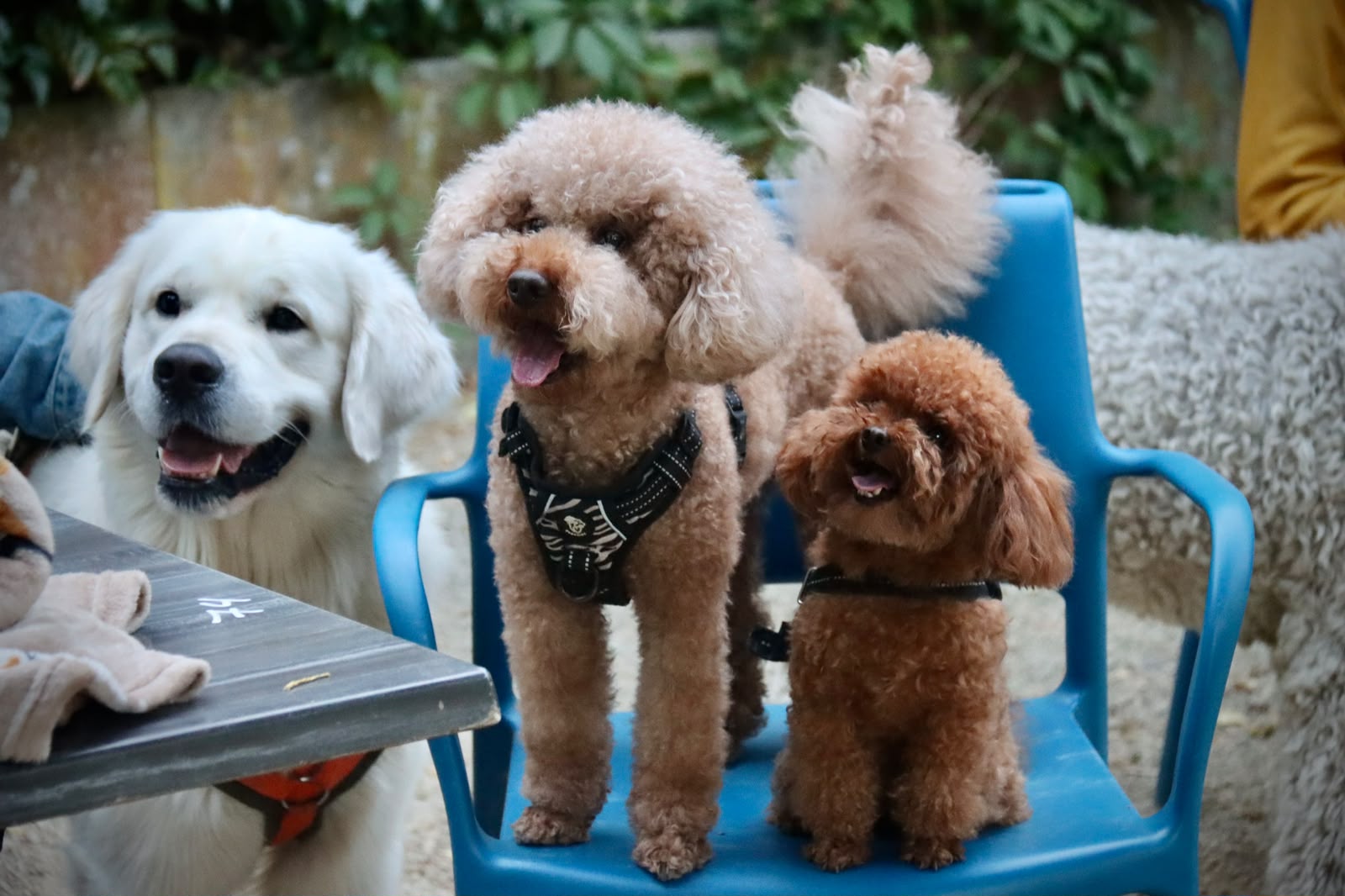 Geen LadiesNight, maar DoggyNight tijdens een hondenbioscoop in de Reeshof